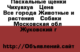 Пасхальные щенки Чихуахуа › Цена ­ 400 - Все города Животные и растения » Собаки   . Московская обл.,Жуковский г.